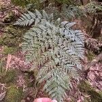 Culcita macrocarpa 葉