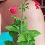 Salvia roemeriana Flor