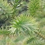 Araucaria angustifolia Hoja