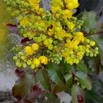 Berberis aquifolium Blodyn