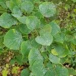 Populus tremuloides Blad