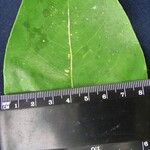 Dendropanax arboreus Other