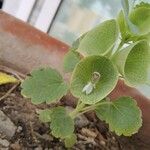 Moluccella laevis Leaf