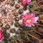 Mammillaria standleyi Flor