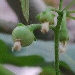 Solanum americanum Meyve