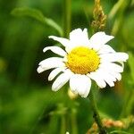 Leucanthemum ircutianum Flor