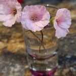 Geranium sanguineumFlower