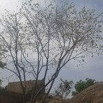 Holarrhena floribunda Tervik taim