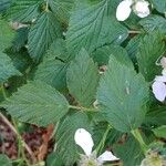 Rubus scaber Leaf