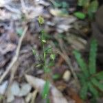 Pseudechinolaena polystachya Flower