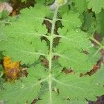 Chelidonium majus Feuille