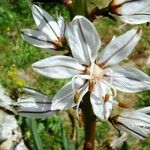 Asphodelus ramosus 花
