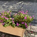 Catharanthus roseus Habitat