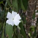 Thunbergia fragrans Květ