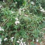 Vernonia polyantha Blatt