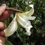 Sobralia leucoxantha फूल