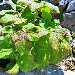 Podophyllum versipelle Habitat