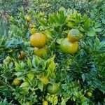 Citrus reticulata Plod