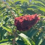 Rhus typhinaFlower