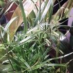 Asparagus falcatus ഇല