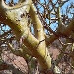 Commiphora schimperi Bark