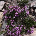 Erica umbellata Leaf