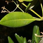Avicennia bicolor Φύλλο