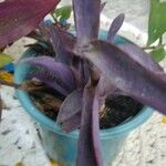 Tradescantia pallida List
