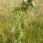 Cirsium eriophorum عادت داشتن