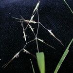 Capillipedium assimile Hábito