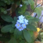 Myosotis latifolia Floare