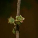 Bellucia mespiloides Fruit