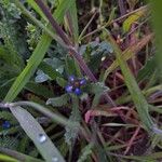 Anchusa arvensisFlower