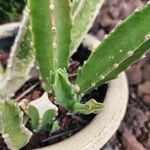 Stapelia grandiflora Leaf