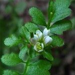 Cardamine oligosperma Агульны выгляд