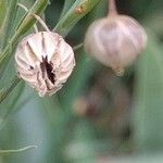 Linum austriacum Плод