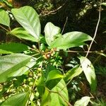 Ficus montana Feuille