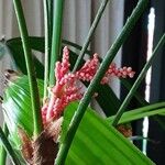 Rhapis excelsa Lorea