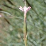 Dianthus pyrenaicus പുഷ്പം