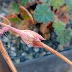 Pelargonium endlicherianum Fruit