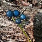 Clintonia borealis Fruit