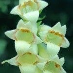 Digitalis lutea Flor