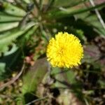 Hypochaeris radicata Blüte