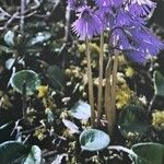 Soldanella alpina Агульны выгляд