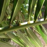 Phoenix canariensis Leaf