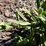 Cynoglossum borbonicum Leaf