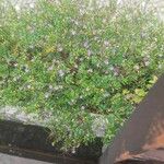 Cuphea hyssopifolia Kvet