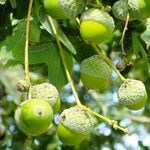 Quercus robur Mbuma
