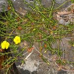 Fumana procumbens পাতা