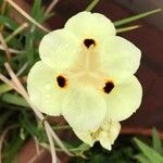 Dietes bicolor Blüte